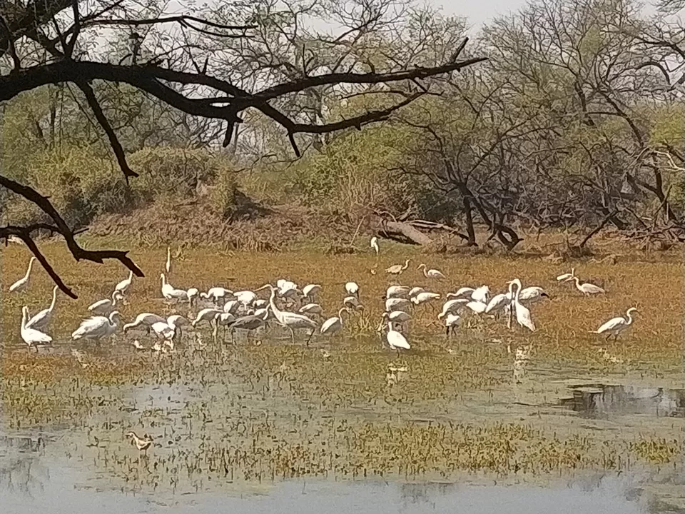 Photo of Bharatpur, Rajasthan, India by Shubham Jamwal