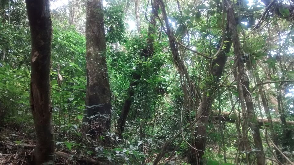 Photo of Tadiyandamol - A perfect Getaway 10/16 by Piyush