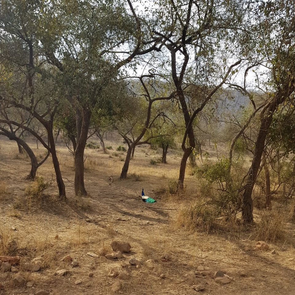 Photo of V Resorts Utsav Camp Alwar: Ideal Weekend Getaway by vishakha Talreja