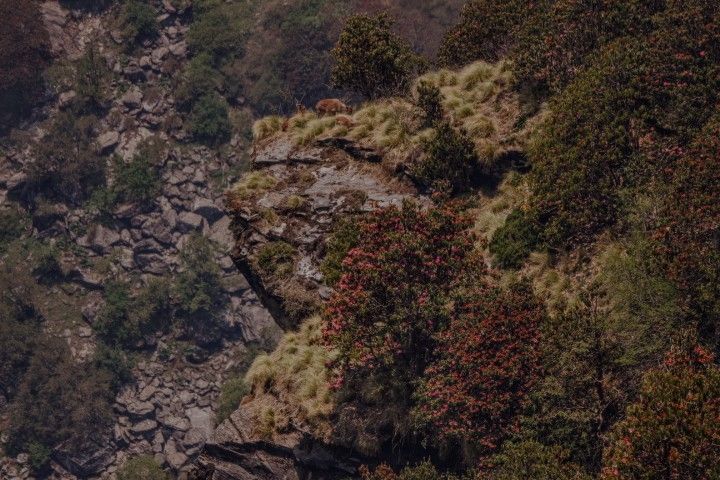 Photo of Tungnath: The highest Shiva Temple by Talking_Trails_Himalayas