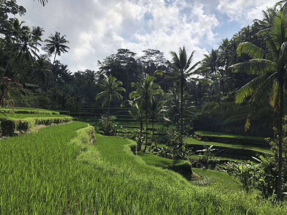 Photo of Tegalalang Rice Terrace, Jalan Raya Tegallalang, Tegallalang, Gianyar, Bali, Indonesia by Gunjan Sharma