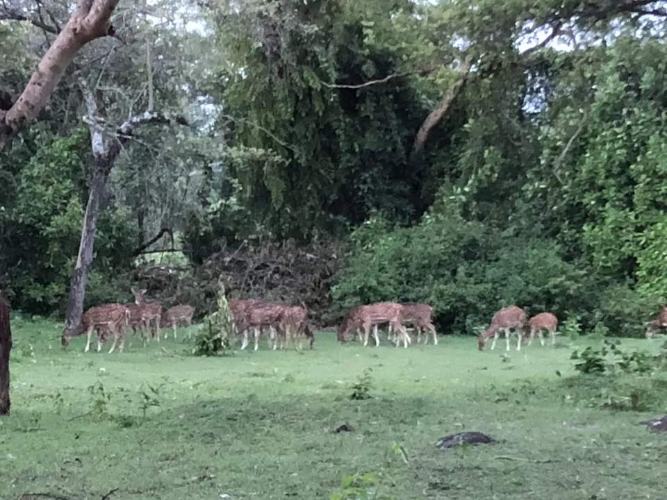 Photo of Jungle Hut Masinagudi, Nilgiris, Tamil Nadu, India by Gunjan Sharma