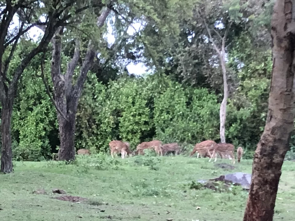 Photo of Jungle Hut Masinagudi, Nilgiris, Tamil Nadu, India by Gunjan Sharma