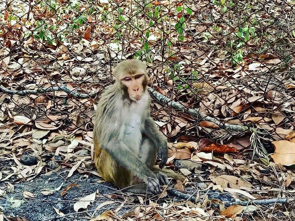 Photo of Explore wildlife in Hazaribagh Wildlife Sanctuary by Prabhat Kumar