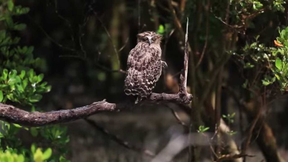 Photo of Explore wildlife in Hazaribagh Wildlife Sanctuary by Prabhat Kumar