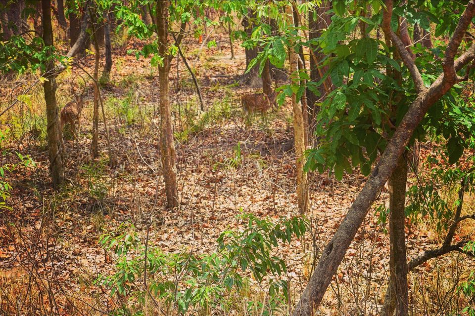 Photo of Explore wildlife in Hazaribagh Wildlife Sanctuary by Prabhat Kumar