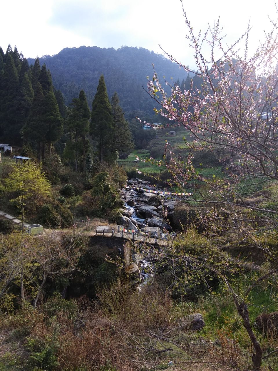 Photo of Truly amidst nature - Gorkhey by Shalini Roy