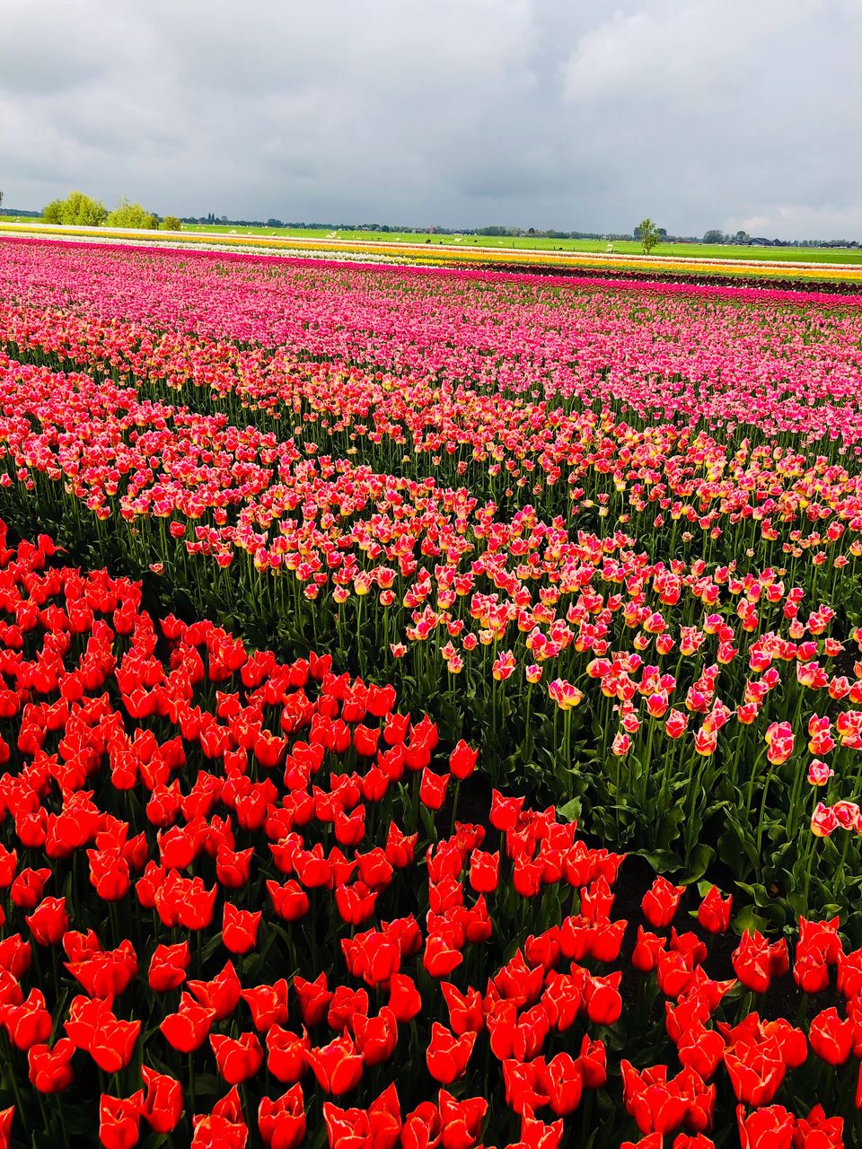 Photo of Lisse, Netherlands by Nirali Shah