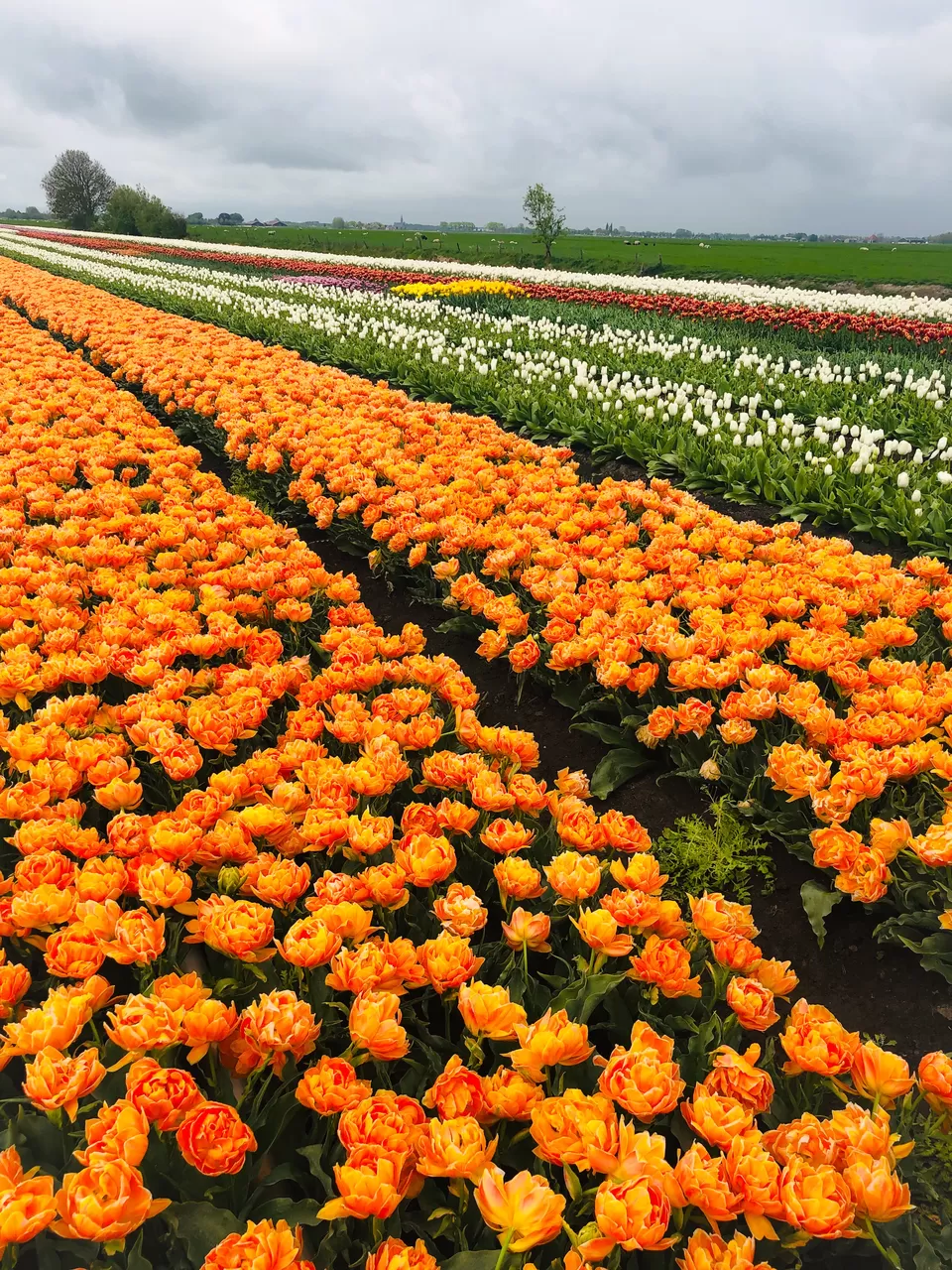 Photo of Lisse, Netherlands by Nirali Shah