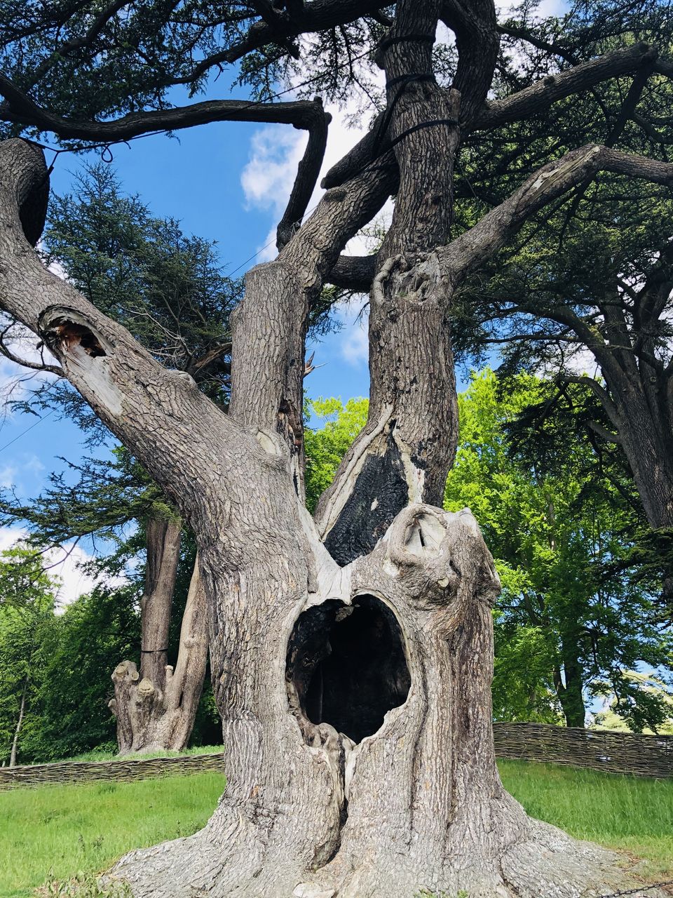 Photo of Harry potter tree, Woodstock, UK by Nirali Shah