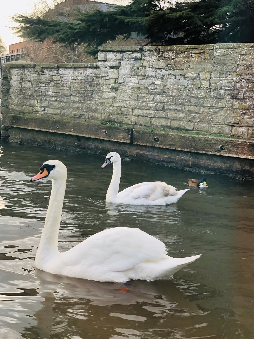 Photo of Shakespeare's Birthplace, Henley Street, Stratford-upon-Avon, UK by Nirali Shah