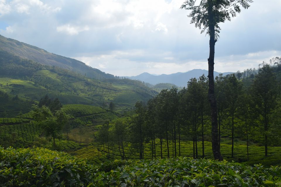Photo of Bangalore- Rameshwaram-Munnar-Valparai 116/255 by Dk