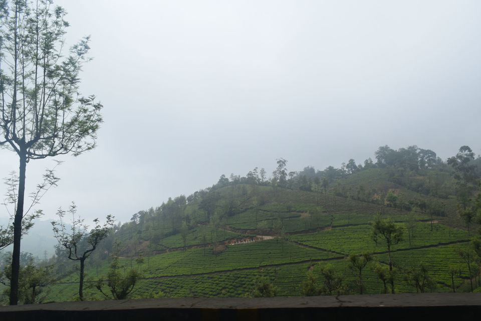 Photo of Bangalore- Rameshwaram-Munnar-Valparai 170/255 by Dk
