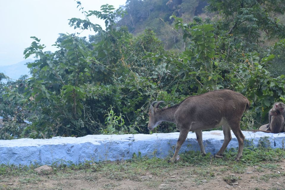 Photo of Bangalore- Rameshwaram-Munnar-Valparai 6/255 by Dk