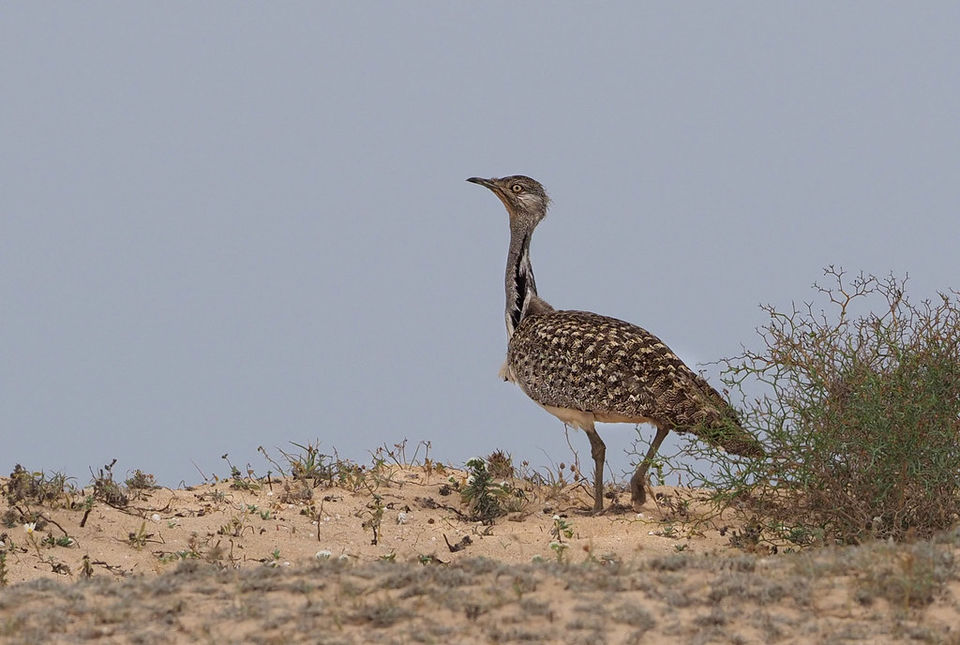 Photo of Arabian Wildlife Center - A Must Visit Place 2/2 by Ashni james