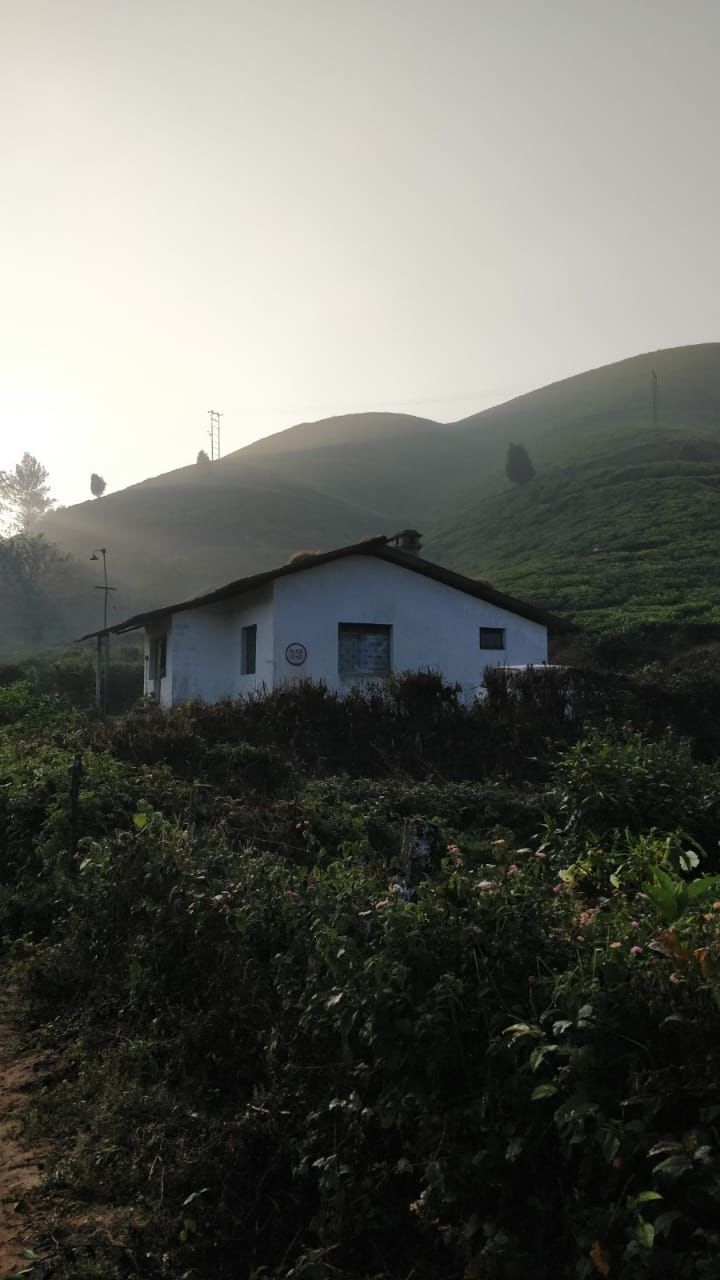 Photo of Tea Gardens, Munnar, Kerala, India by Shivani Rawat