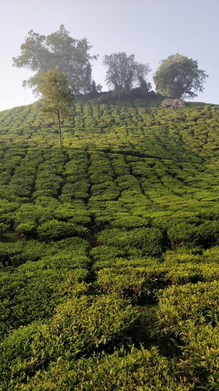 Photo of Tea Gardens, Munnar, Kerala, India by Shivani Rawat