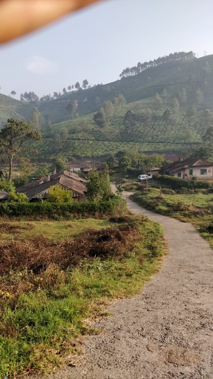 Photo of Tea Gardens, Munnar, Kerala, India by Shivani Rawat