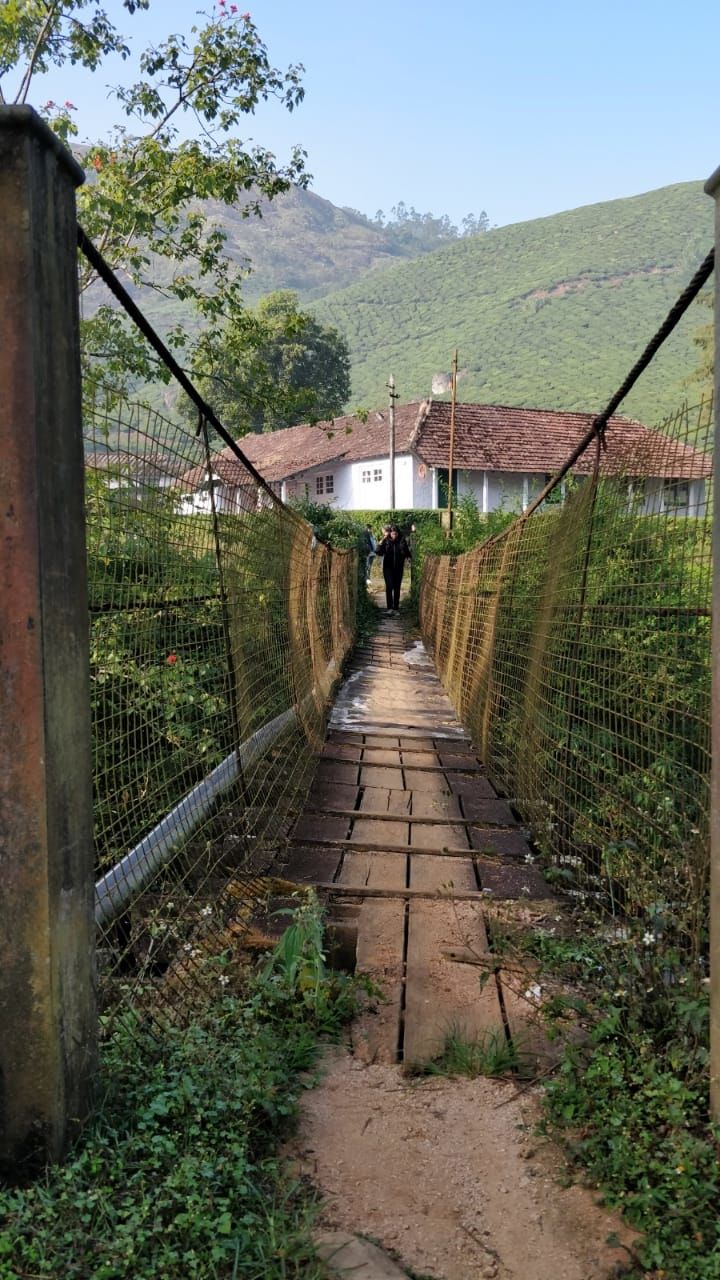 Photo of Tea Gardens, Munnar, Kerala, India by Shivani Rawat