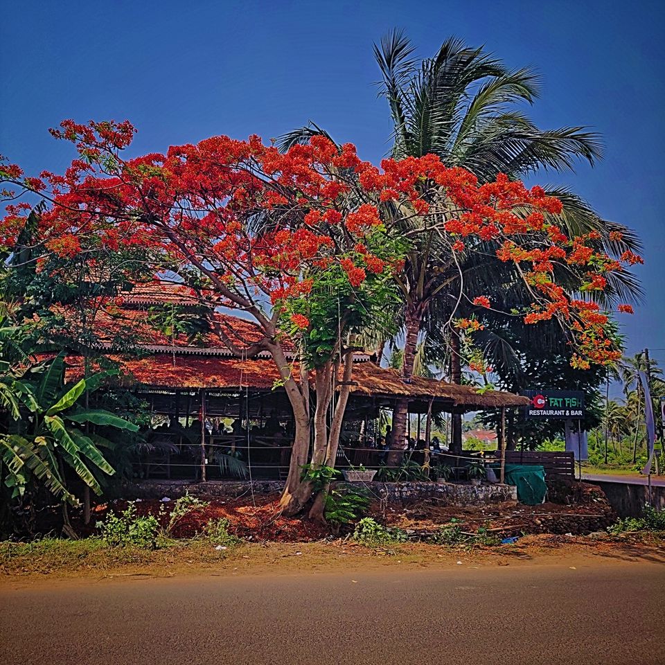 Photo of Fat Fish, Khobra Waddo, Goa, India by Priya Desai