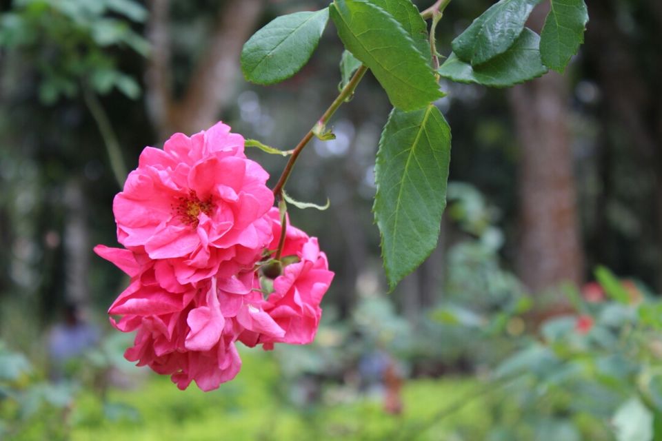 Photo of A quicky trip to Enchanting Yercaud by kirthika arumugam