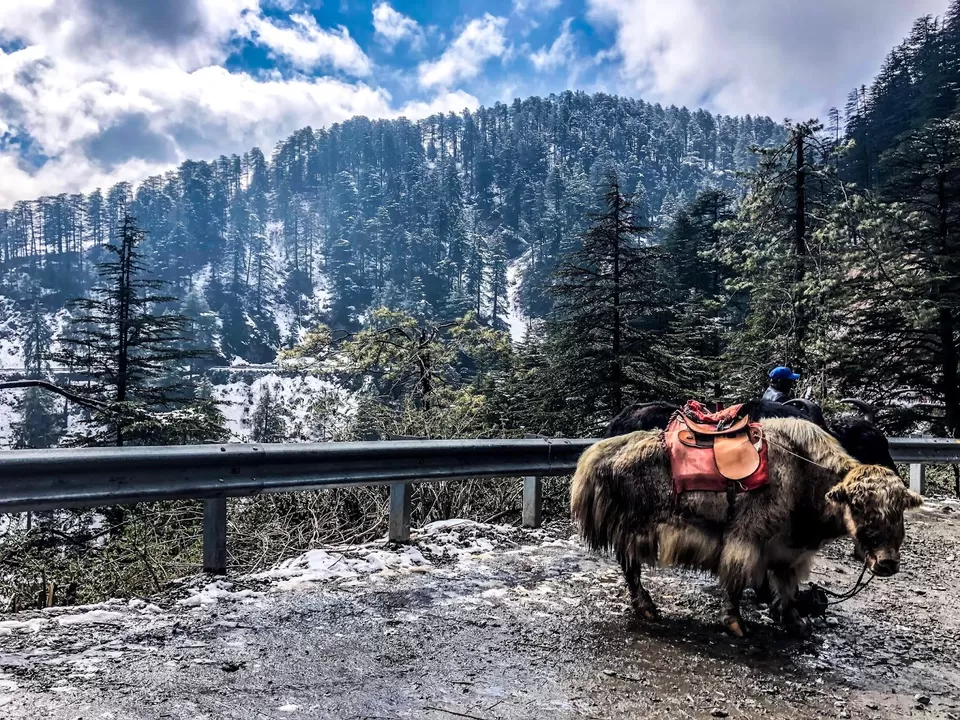 Photo of Kufri, Himachal Pradesh, India by Garima Aneja