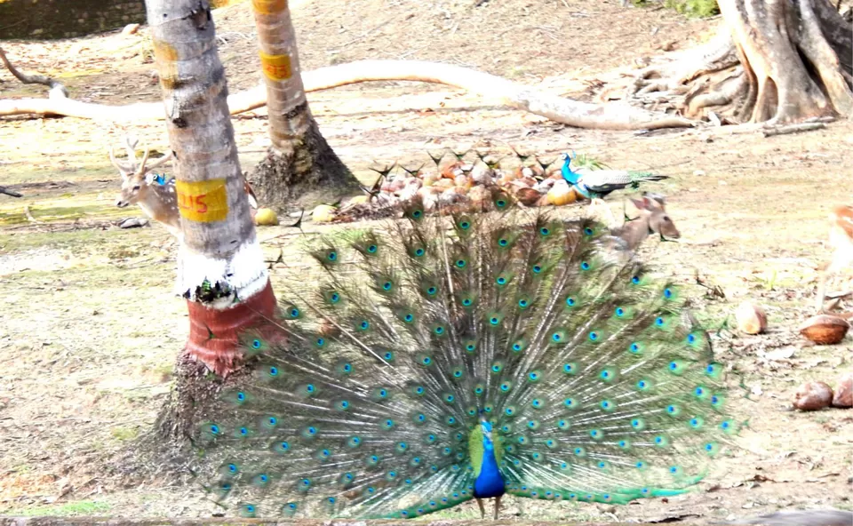 Photo of Andaman and Nicobar Islands by Samrat Bhowmick
