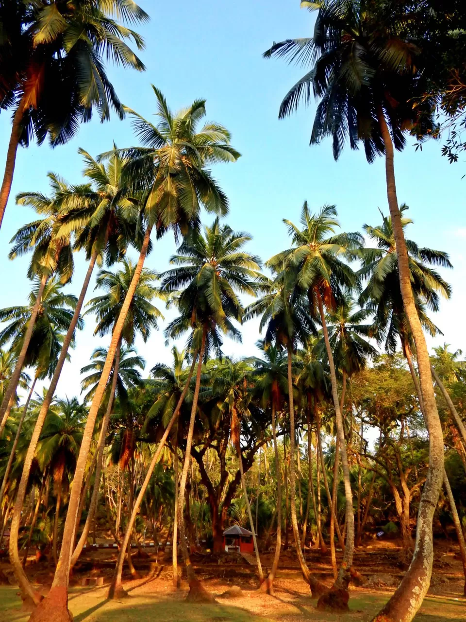 Photo of Andaman and Nicobar Islands by Samrat Bhowmick
