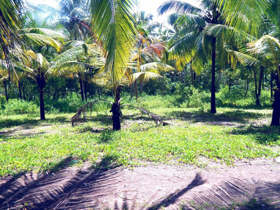 Photo of Kerala Beauty captured by Me. by Samrat Bhowmick