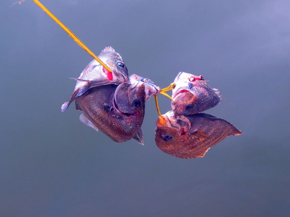 Photo of Kerala Beauty captured by Me. by Samrat Bhowmick