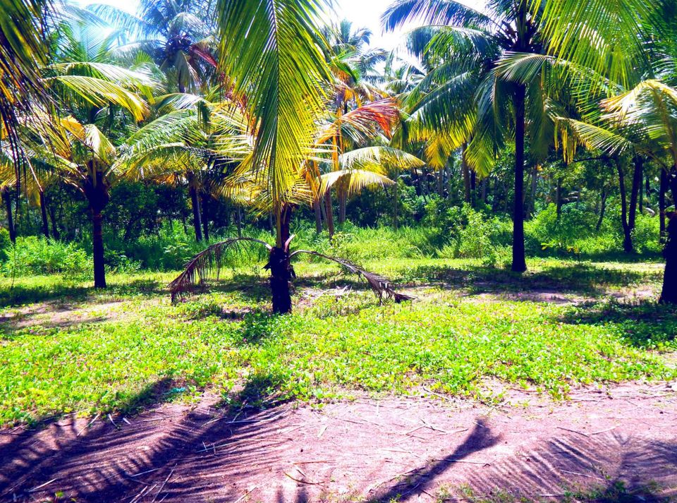 Photo of Kerala Beauty captured by Me. by Samrat Bhowmick