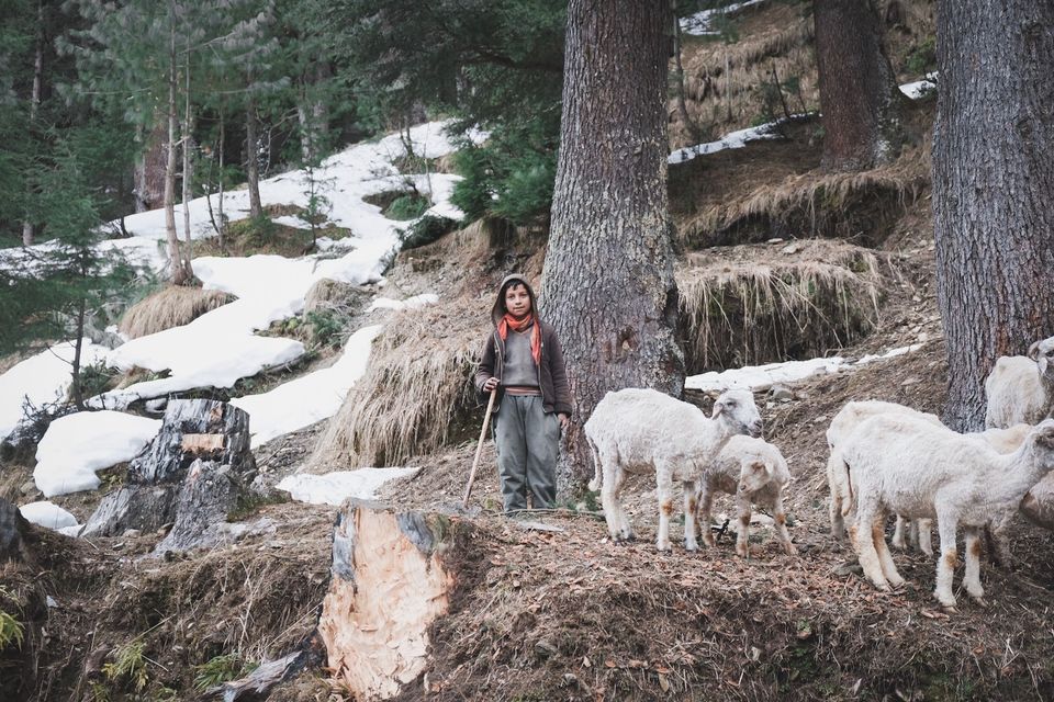 Photo of Bhaderwah - Chamba Road, Thanala, Forest Block by shama khan