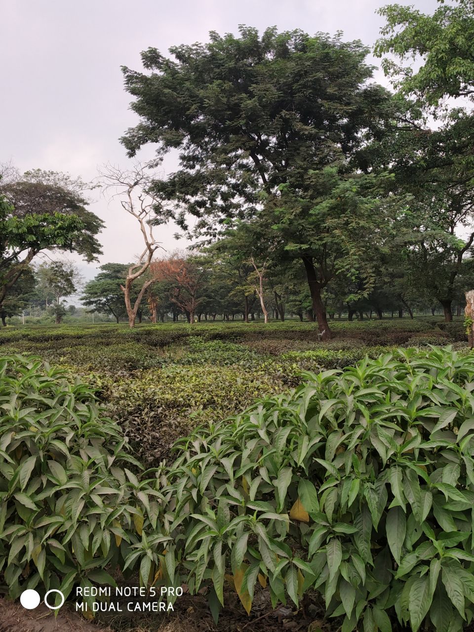 Photo of Jaigaon PS, Jaigaon, West Bengal, India by Smruti Smaranika Maharana