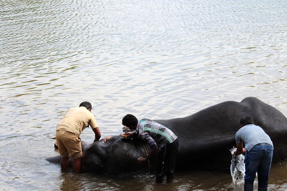 Photo of Coorg, Karnataka, India by Harika Palaparthi