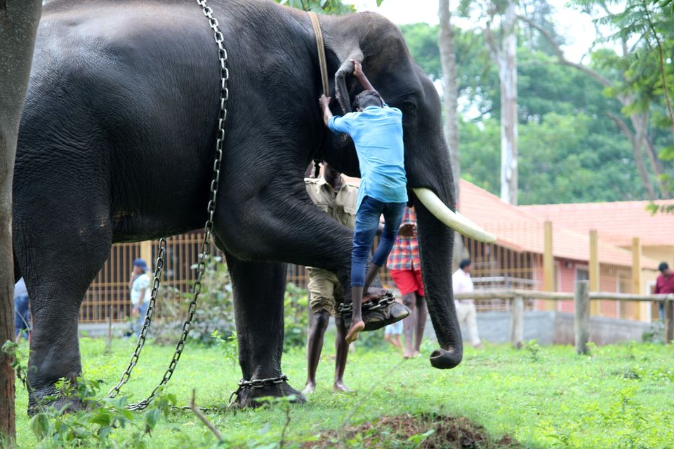 Photo of Coorg, Karnataka, India by Harika Palaparthi