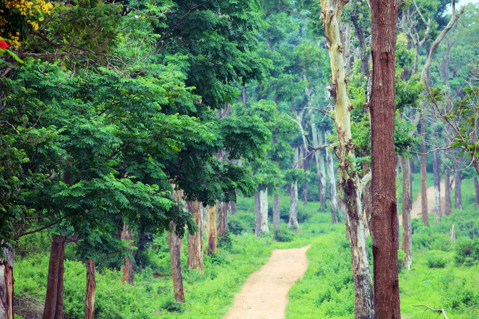 Photo of Coorg, Karnataka, India by Harika Palaparthi