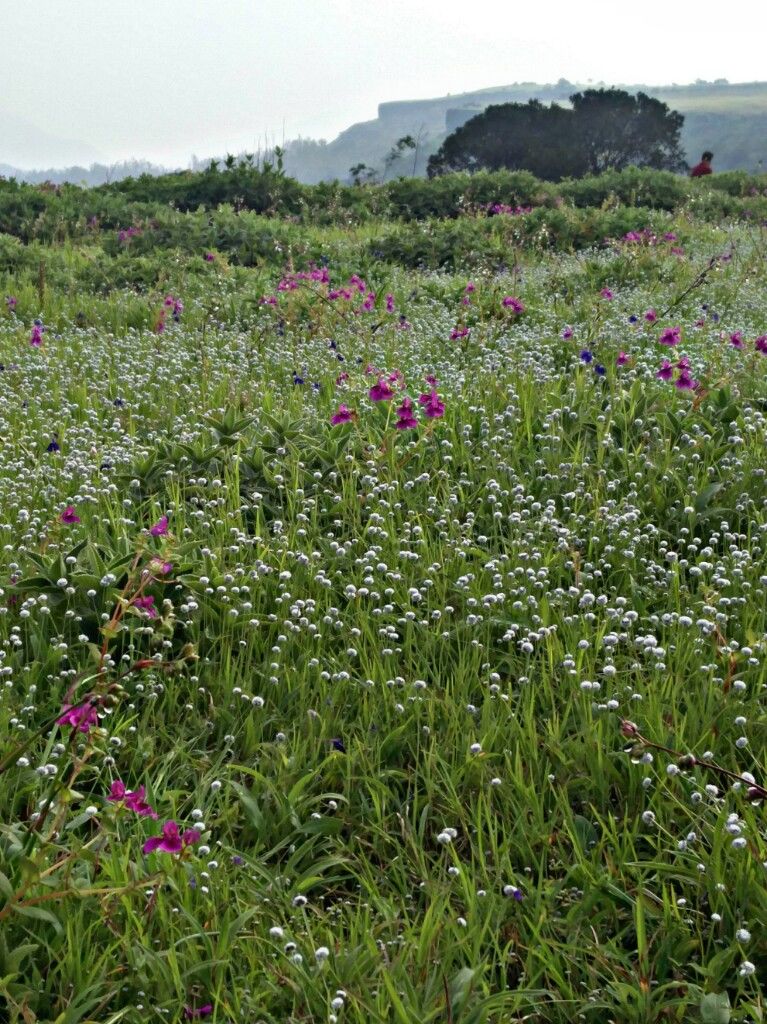 Photo of Kaas Plateau of Flowers, Maharashtra by Radhika