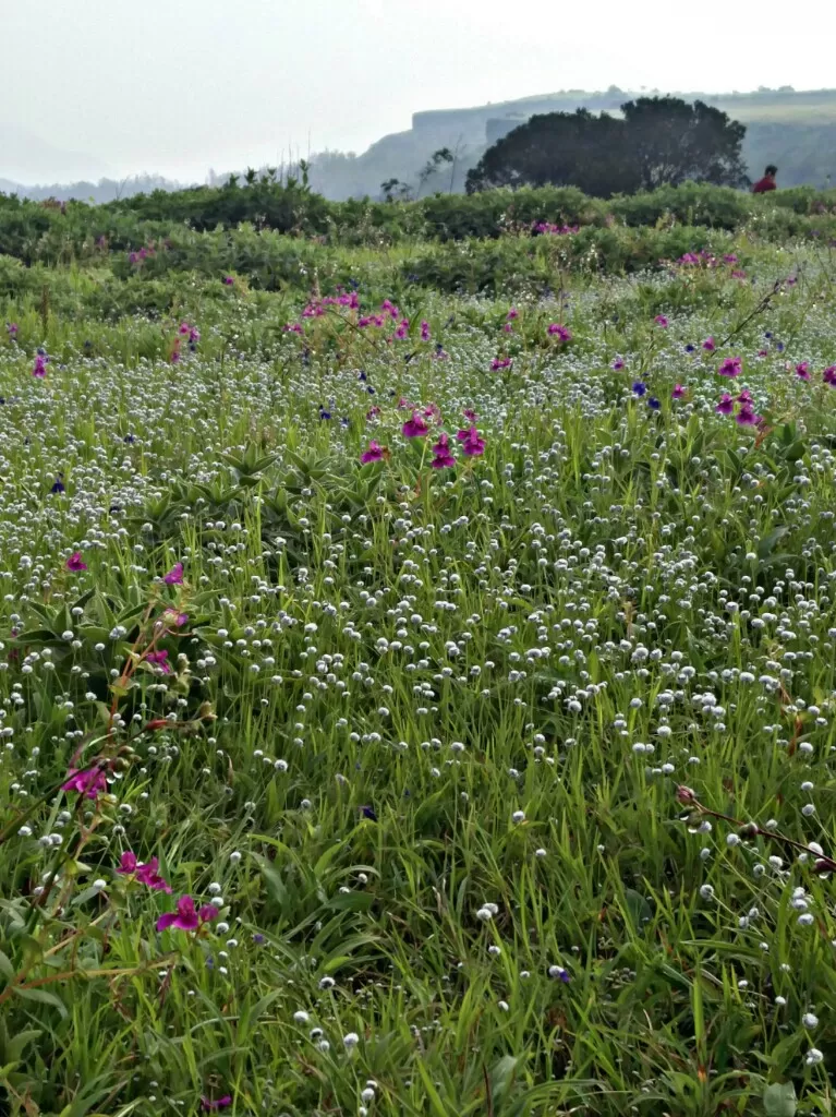 Photo of Kaas Plateau of Flowers, Maharashtra by Radhika