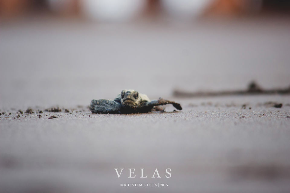 Photo of Velas - the final journey home... 1/12 by Kush