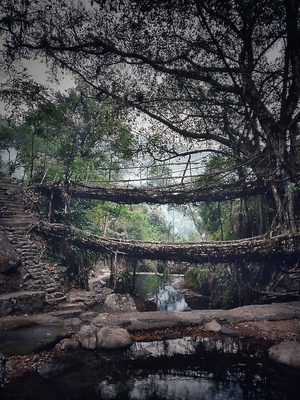 Photo of Meghalaya - The Abode Of Clouds by Rishabh Karnik