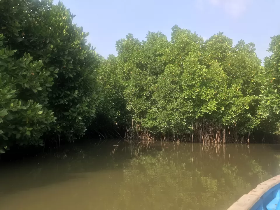 Photo of A day trip to second largest Mangrove Forest - Pichavaram by Escape Route: Travel And Food Blog By Saloni Aggarwal