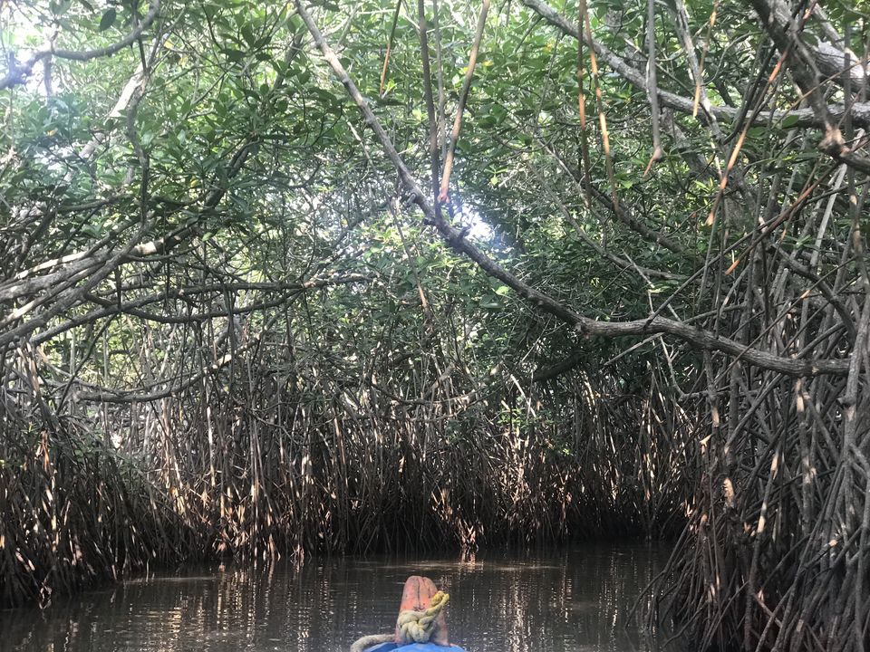 Photo of A day trip to second largest Mangrove Forest - Pichavaram by Escape Route: Travel And Food Blog By Saloni Aggarwal