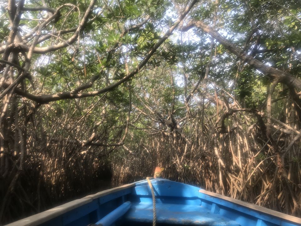 Photo of A day trip to second largest Mangrove Forest - Pichavaram by Escape Route: Travel And Food Blog By Saloni Aggarwal