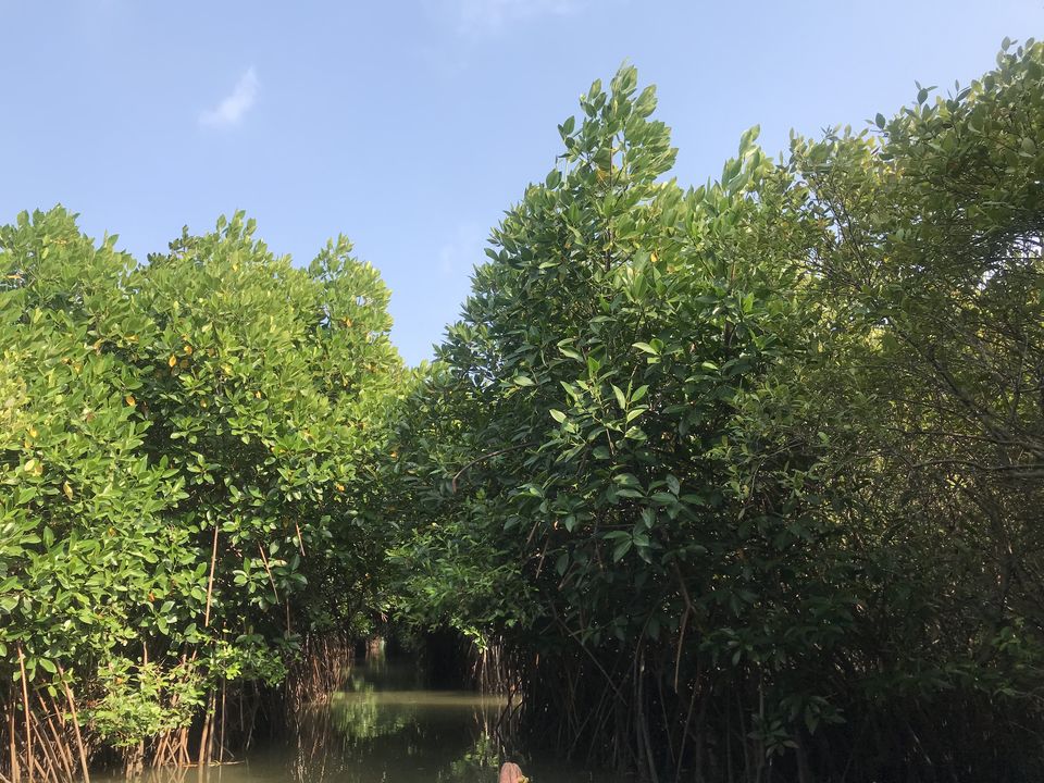 Photo of A day trip to second largest Mangrove Forest - Pichavaram by Escape Route: Travel And Food Blog By Saloni Aggarwal