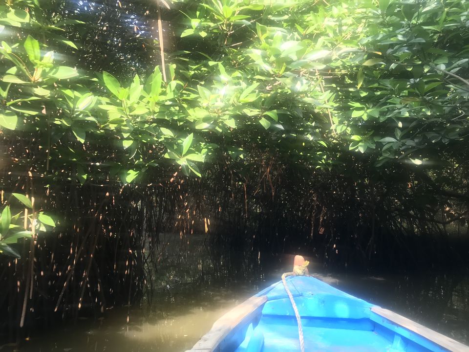 Photo of A day trip to second largest Mangrove Forest - Pichavaram by Escape Route: Travel And Food Blog By Saloni Aggarwal