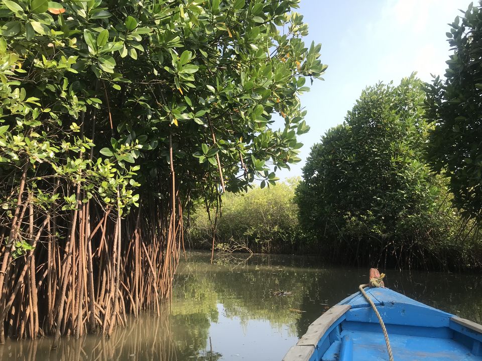 Photo of A day trip to second largest Mangrove Forest - Pichavaram by Escape Route: Travel And Food Blog By Saloni Aggarwal