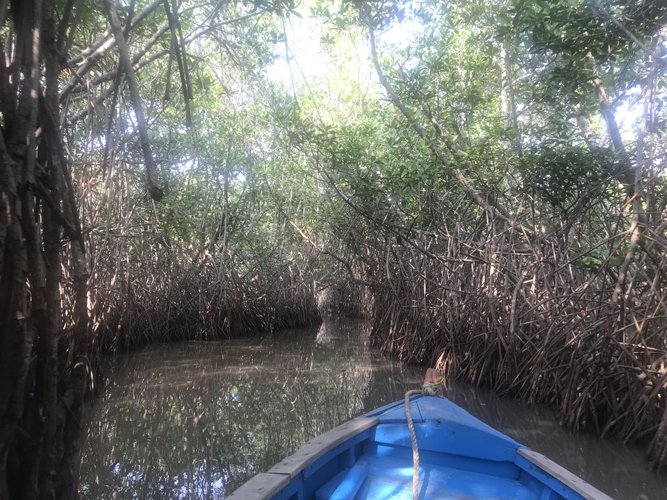 Photo of A day trip to second largest Mangrove Forest - Pichavaram by Escape Route: Travel And Food Blog By Saloni Aggarwal