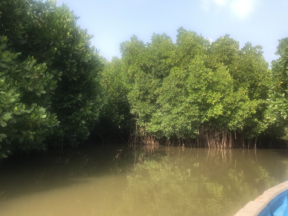 Photo of A day trip to second largest Mangrove Forest - Pichavaram by Escape Route: Travel And Food Blog By Saloni Aggarwal