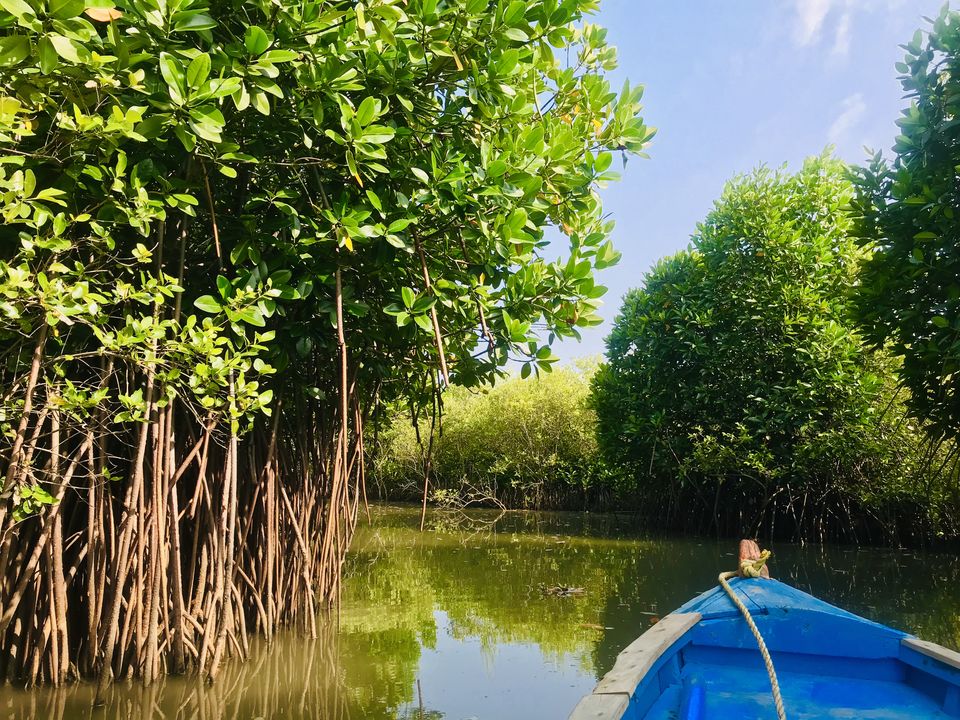 pichavaram mangrove forest tourism