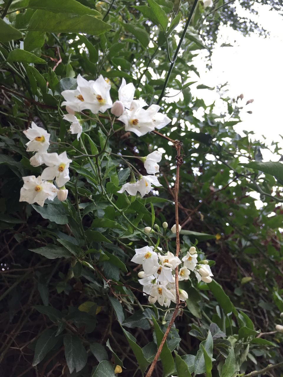 Photo of Mussoorie: Finding quiet trails during the summer frenzy by sumedha grover